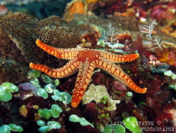 Pebbled red sea star and green sea squirts by Laura Dinraths 